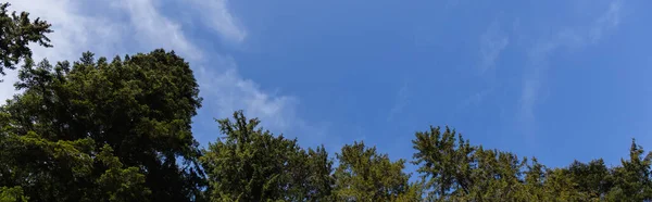 Bottom view of spruce trees and blue sky at background, banner 