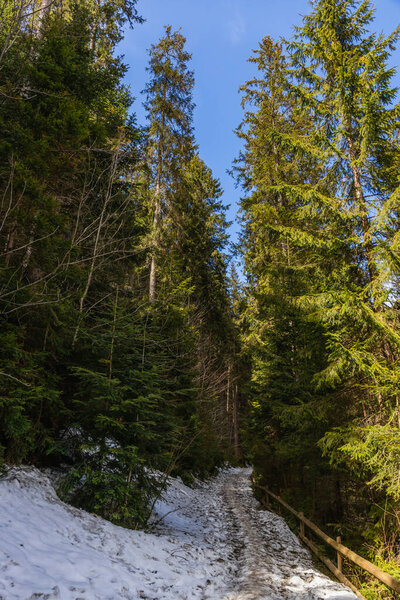 Pathway with snow near evergreen trees with sunlight in forest 