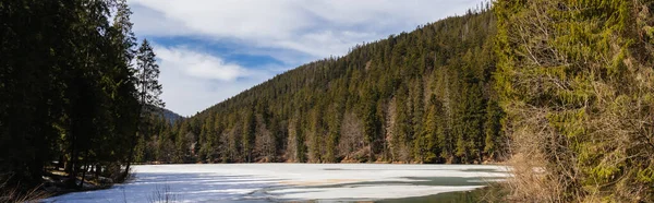 Forest on mountains near lake with snow, banner 