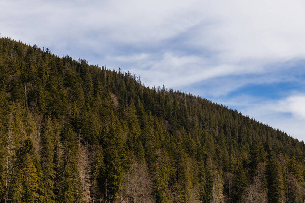 Spruce forest on hill of mountains with sky at background 