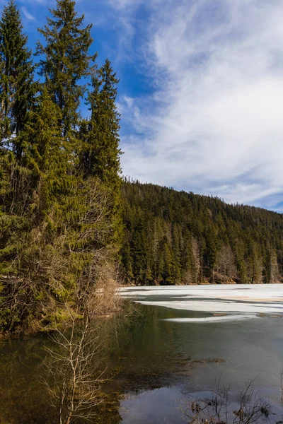 Árboles Siempreverdes Orilla Del Lago Con Nieve Bosque —  Fotos de Stock