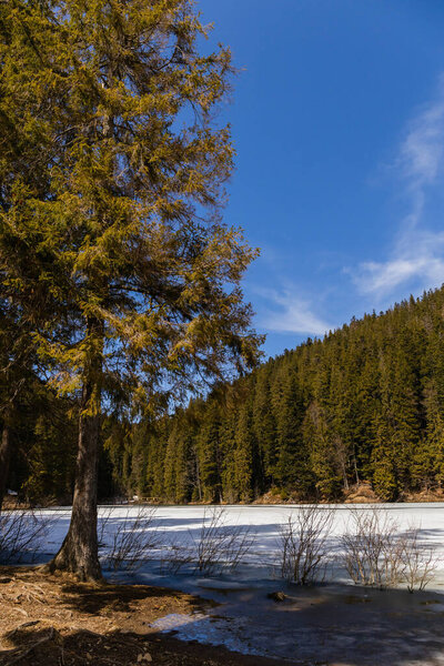 Evergreen tree on lake shore in winter 