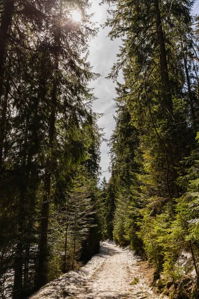 Pathway with snow in evergreen forest in spring 