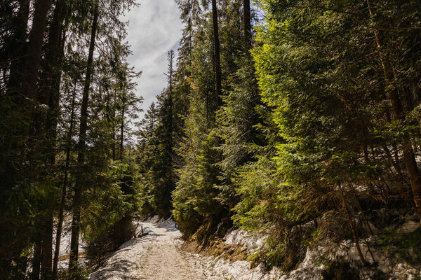 Fir forest and snow on walkway in spring 