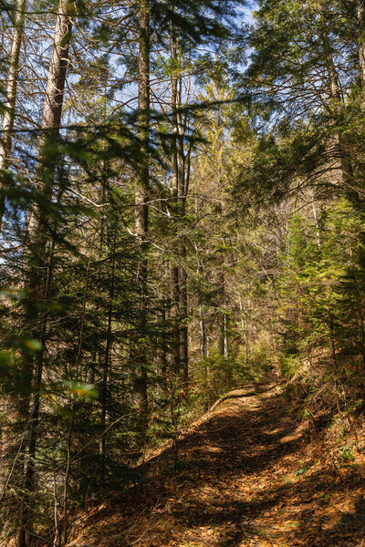 Walkway with sunlight in spruce forest 