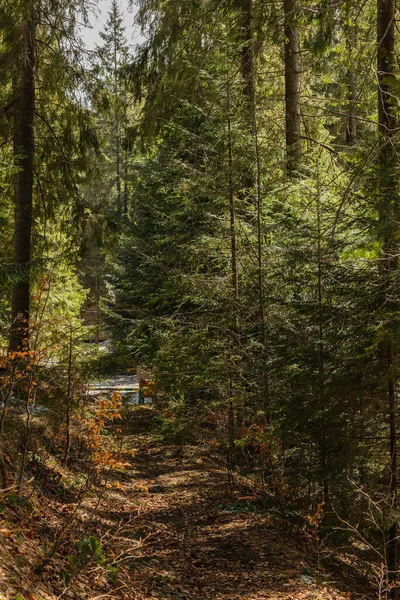 Trail in evergreen forest in spring 