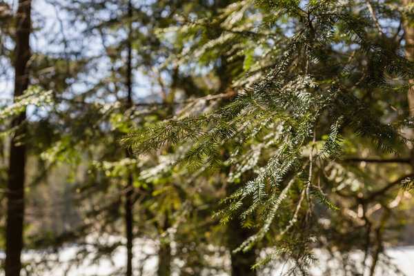 Branch of evergreen tree in blurred forest 