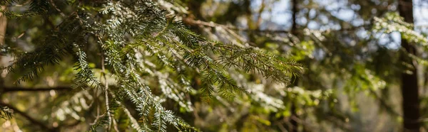 Branch of spruce tree in blurred forest, banner 
