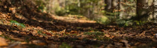 Dry leaves on blurred ground in forest, banner 