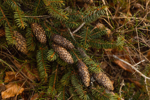 Cones on branch of evergreen tree in forest 