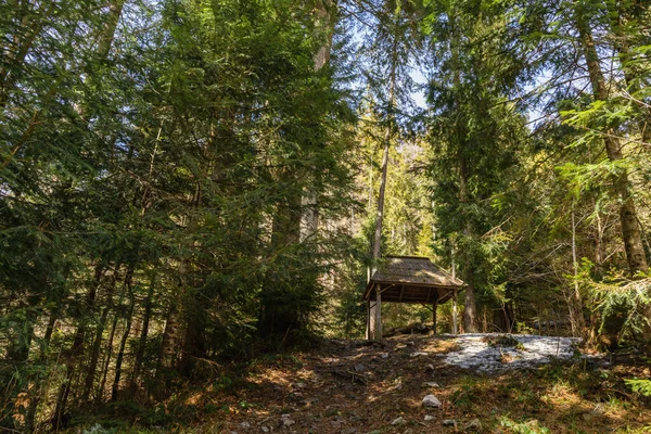 Alcove on hill in spruce forest in spring 