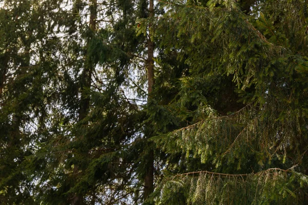 Branches of spruce tree in forest 