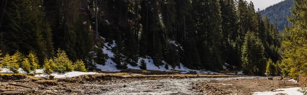 Mountain river near forest with snow in spring, banner 