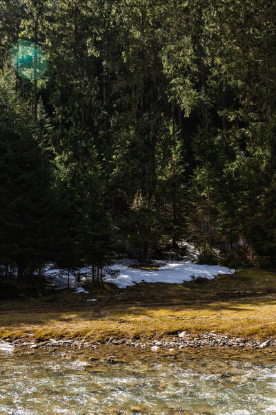 Snow on ground in forest near river at daytime 