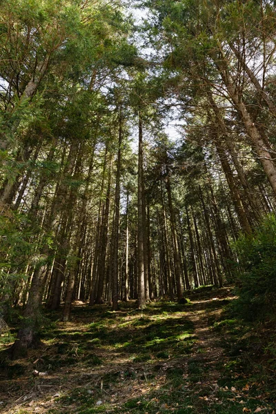 Evergreen Ormanı 'nda güneş ışığının geniş açılı manzarası 