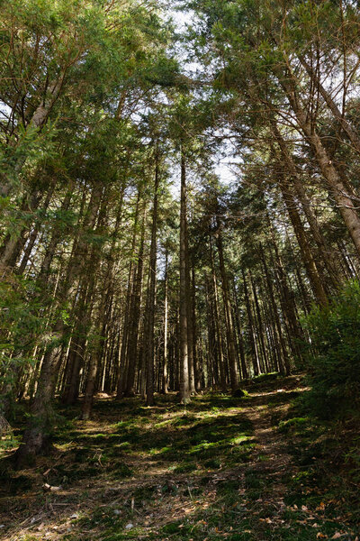 Wide angle view of sunlight on ground in evergreen forest 