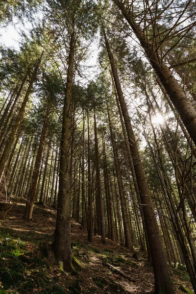 Low angle view of spruce forest with sunshine 