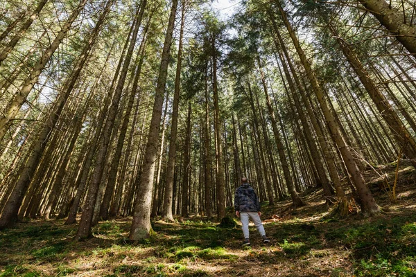 Back View Hiker Standing Evergreen Forest — Stock Photo, Image