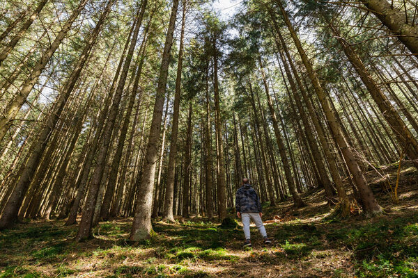 Back view of hiker standing in evergreen forest 