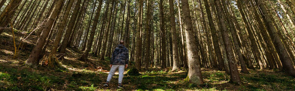 Back view of tourist standing in evergreen forest, banner 