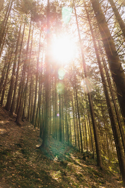 Sunshine and trees on hill in mountains 