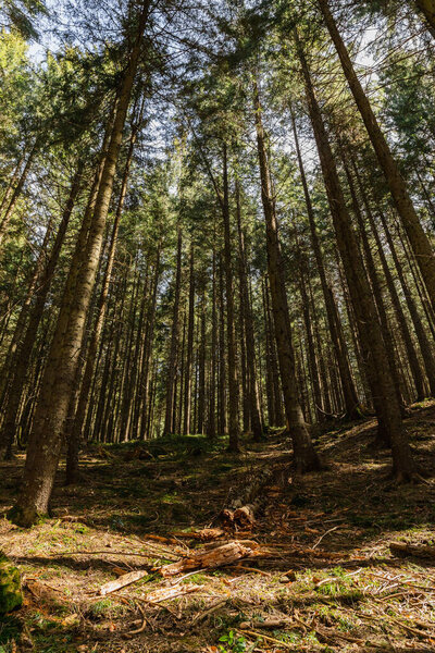 Sunlight on meadow in spruce forest 