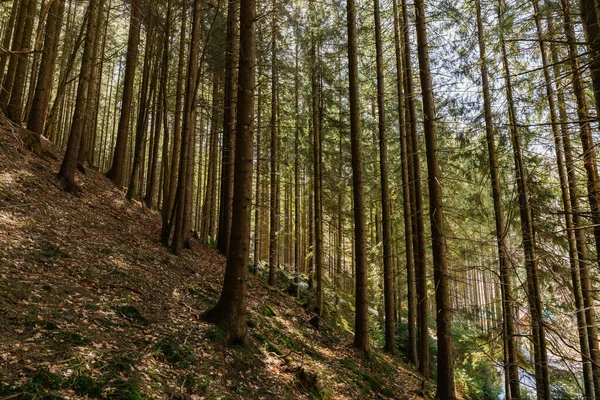 Coniferous trees on hill in mountains 