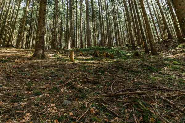 Wooden branches on meadow in spruce forest 