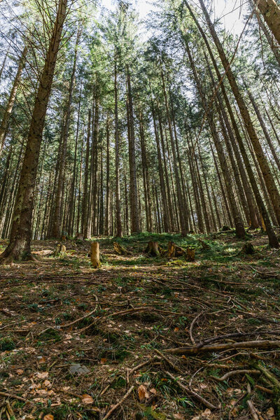 Wide angle view of wooden branches on ground in evergreen forest 