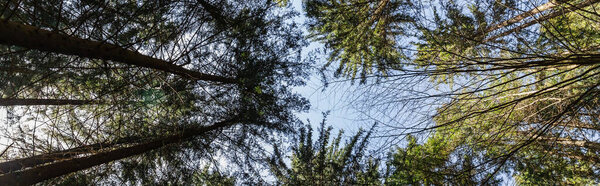 Bottom view of trees in forest and blue sky, banner 