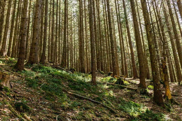 Szenische Ansicht Des Sonnenlichts Auf Moos Immergrünen Wald — Stockfoto