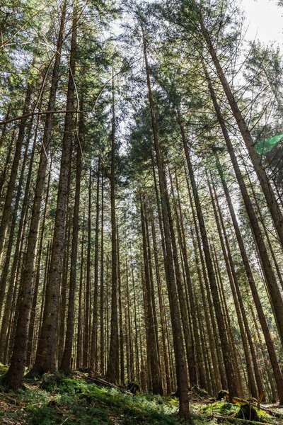 Wide angle view of coniferous forest at daytime 