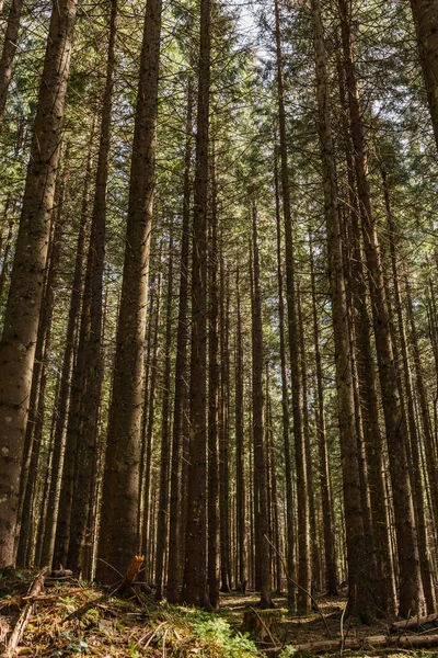 Wide angle view of tall pine trees in forest 