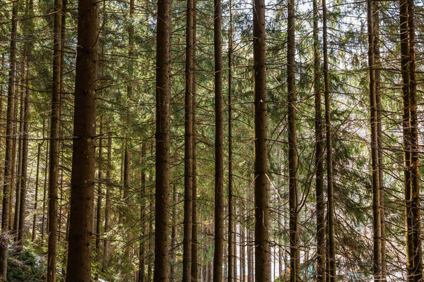 Tall pine trees in forest 