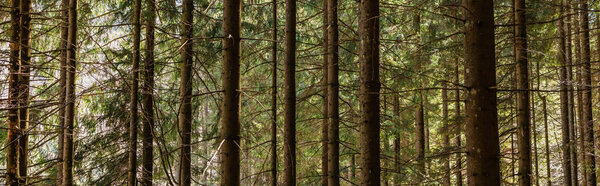 Coniferous trees in forest at daytime, banner 