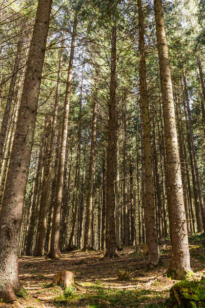 Scenic view of sunlight on glade in coniferous forest 