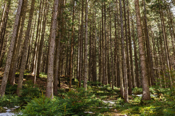Snow and moss on ground in coniferous forest 
