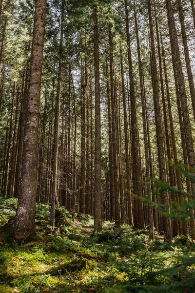 Sunlight Mossy Glade Forest — Stock Photo, Image