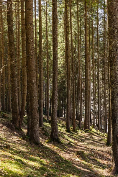 Szenische Ansicht Des Sonnenlichts Immergrünen Wald — Stockfoto