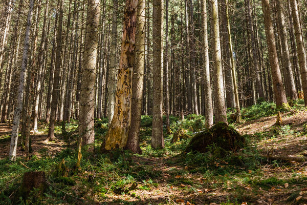 Evergreen forest with moss and grass on ground 