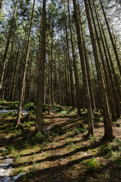 Solljus Äng Med Snö Vintergrön Skog — Stockfoto