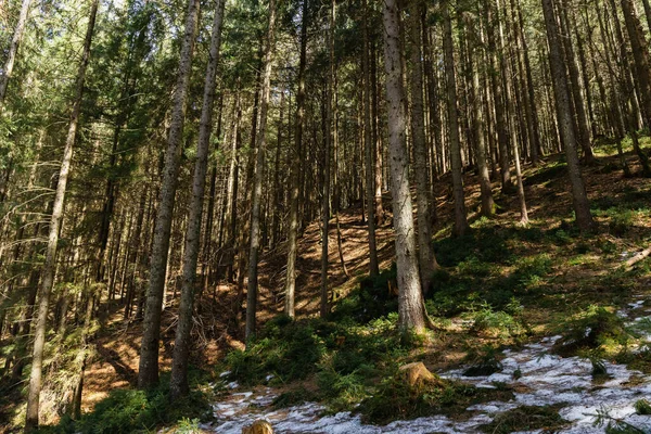 forest with snow on hill in spring season 