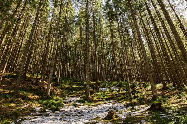 Snö Äng Med Gräs Skog Med Granar — Stockfoto