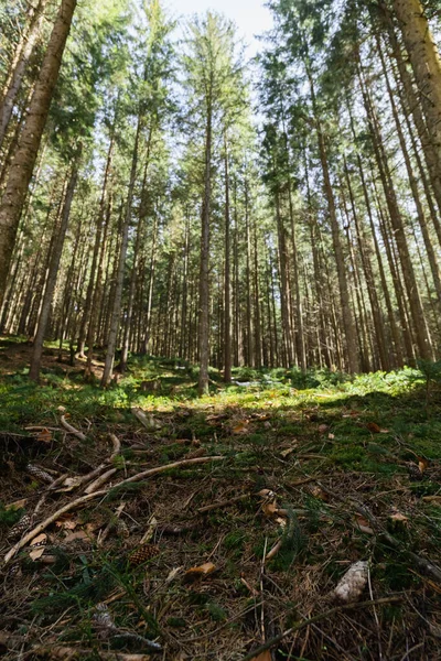Moss and wooden branches on ground in blurred coniferous forest 