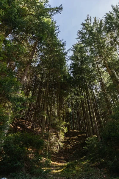 Wide angle view of coniferous trees on hill in forest 