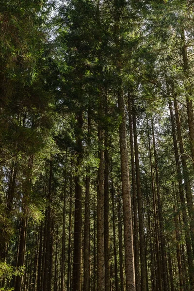 Tall pine trees in forest 