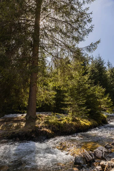 Mountain river and coniferous trees on shore in forest 