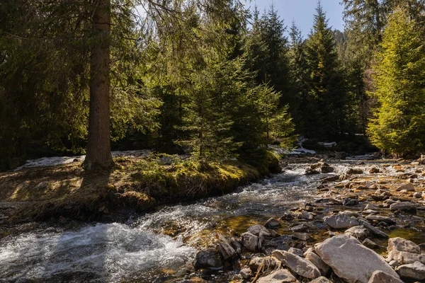 Evergreen forest on shore near mountain river