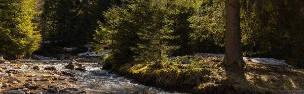 Scenic view of river and coniferous trees on shore with sunlight, banner 