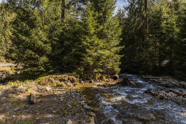 Mountain river near trees on shore in forest